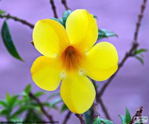 Puzzle Κίτρινο λουλούδι από πέντε πέταλα